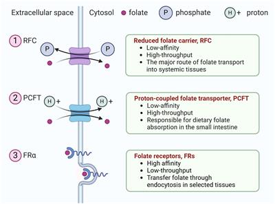 Corrigendum: Therapeutic strategies targeting folate receptor α for ovarian cancer
